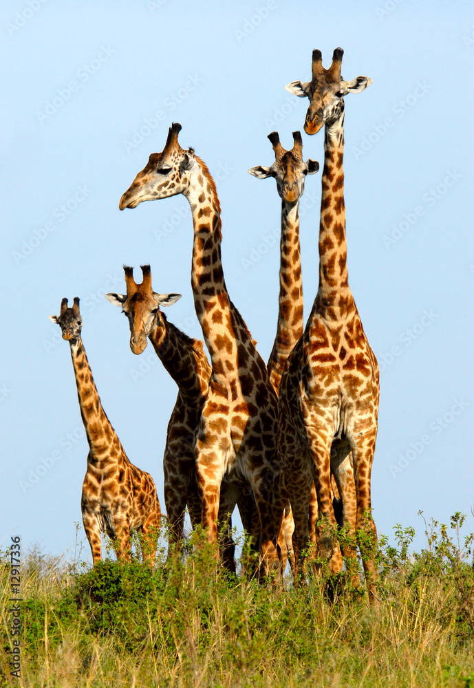Fototapeta premium Family of giraffes