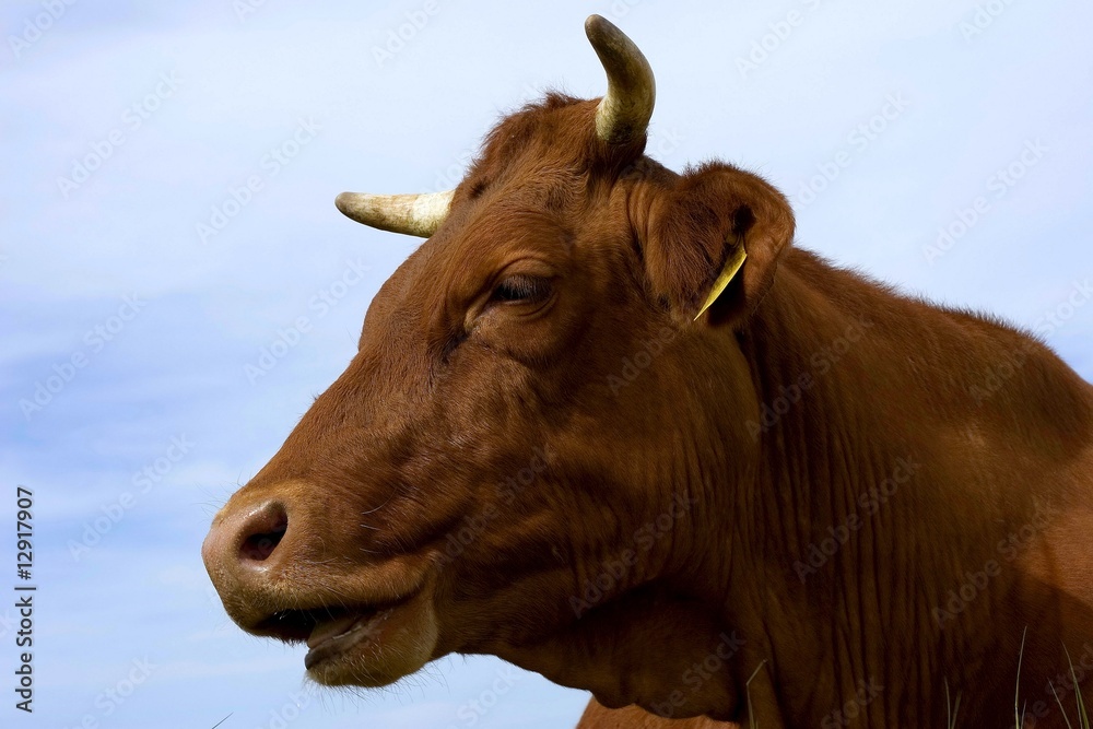 krowa