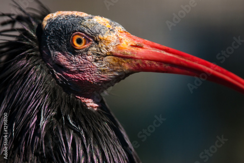 Waldrapp photo