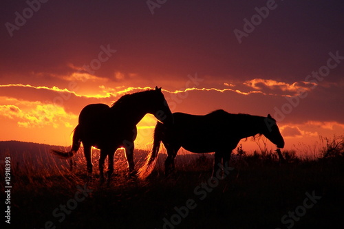 chevaux couché de soleil