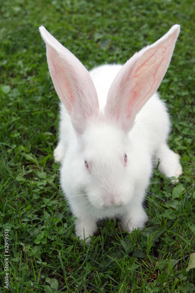 Easter bunny on green grass