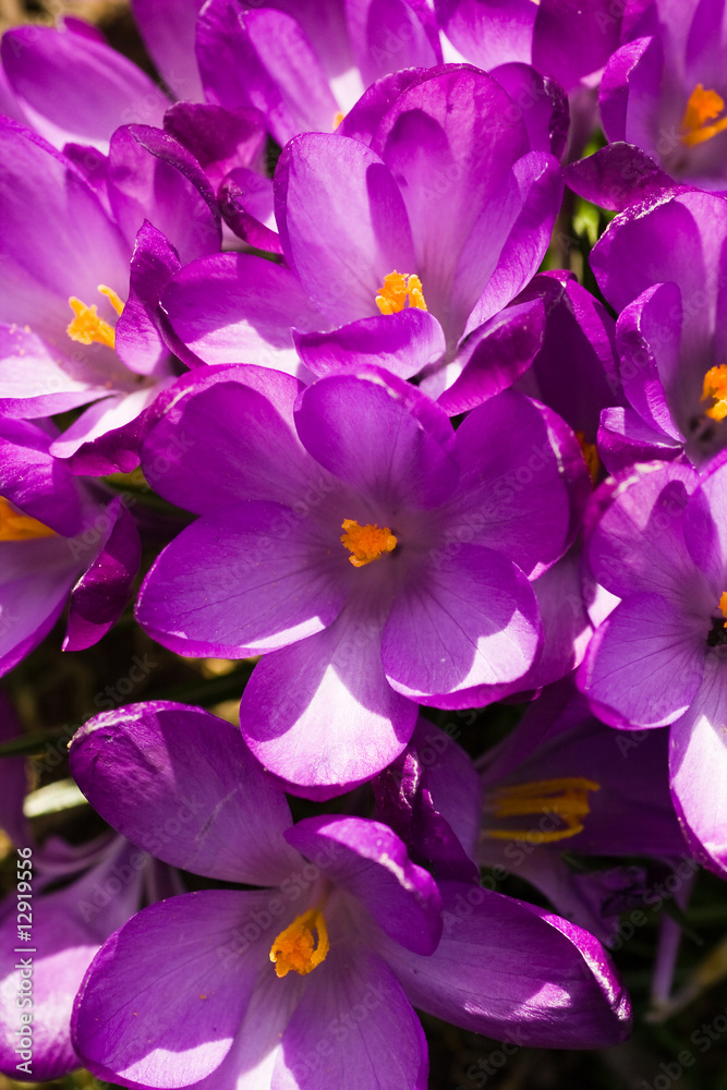 Croup of purple spring crocus