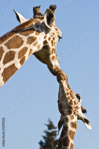 Photography Giraffe mother and baby - love and care