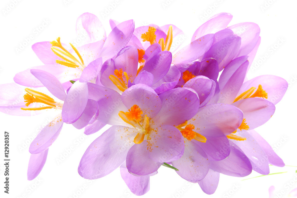 bunch of blue crocus flowers on white background bunch of blue crocus flowers on white background