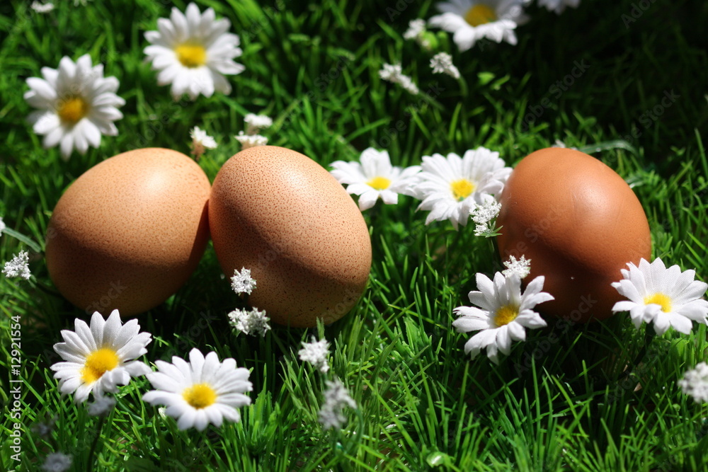 oeufs frais sur une herbe verte et paquerettes oeufs frais sur une herbe verte et paquerettes