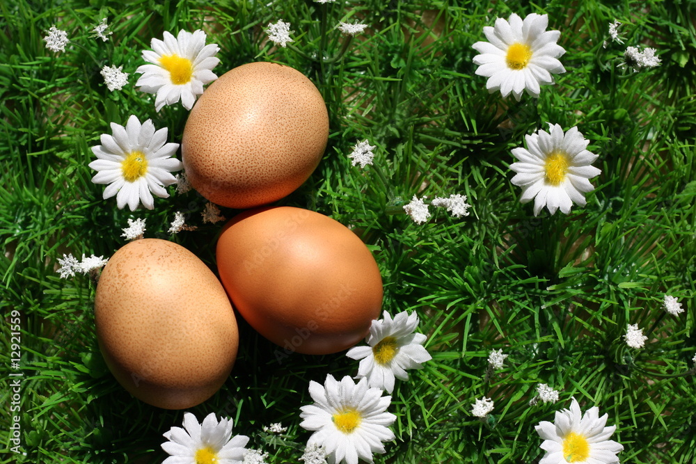 oeufs de poule dans herbe fleurie oeufs de poule dans herbe fleurie
