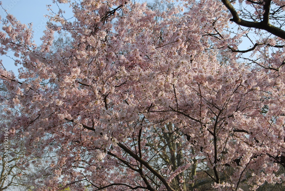 Fototapeta premium Cherry blossom tree