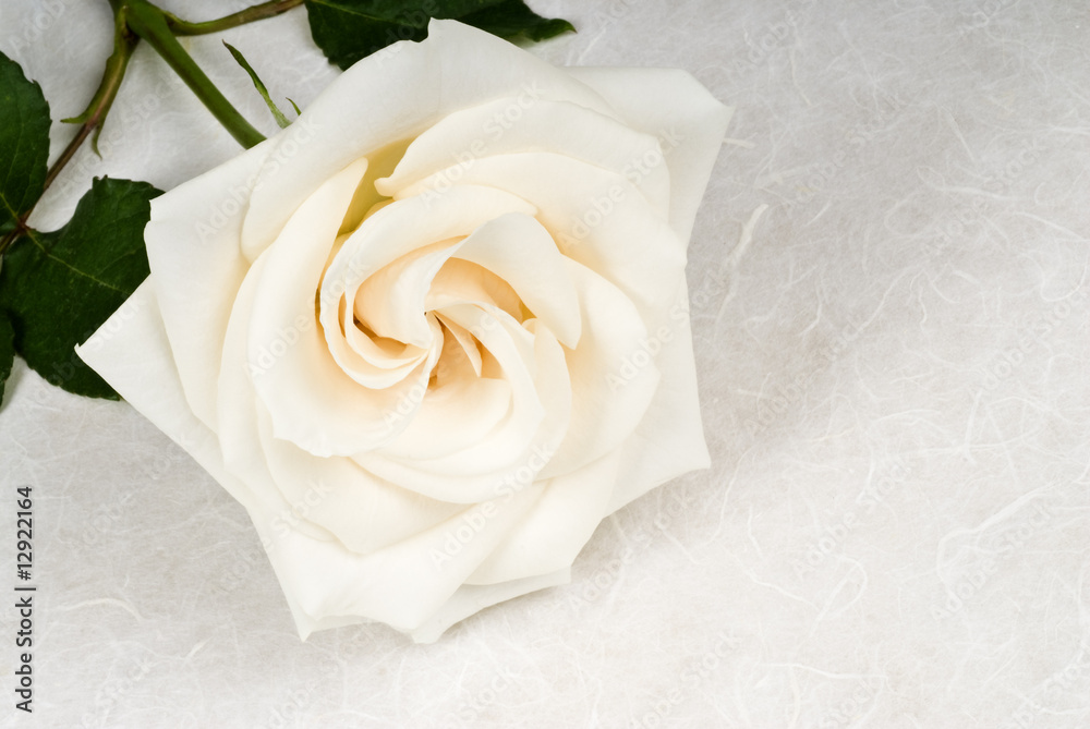 Fototapeta premium White Rose on Textured Paper
