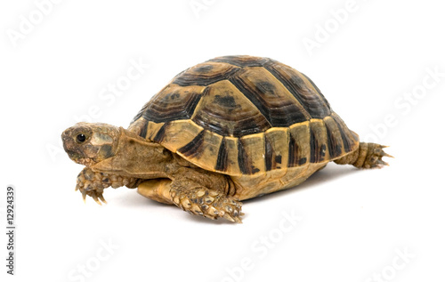 Close up of greek tortoise