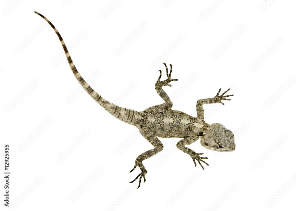 Naklejka premium Agama isolated on white background