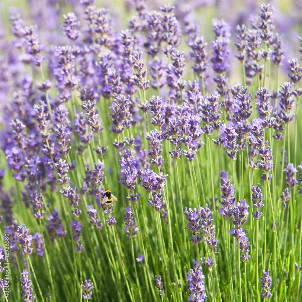 Obraz premium Blooming lavender flowers