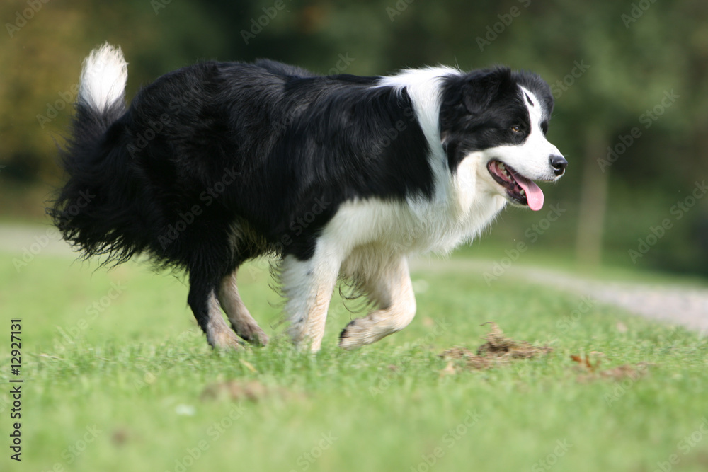 border collie en course de profil dans l'herbe, liberté,fugue border collie en course de profil dans l'herbe, liberté,fugue