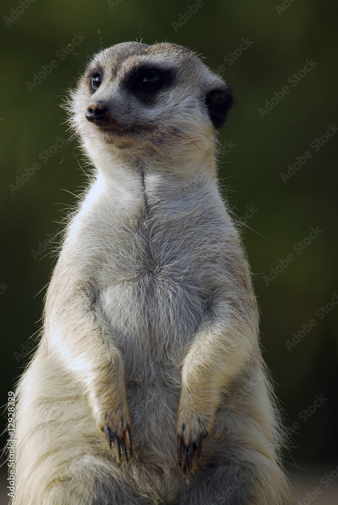Fototapeta premium suricata