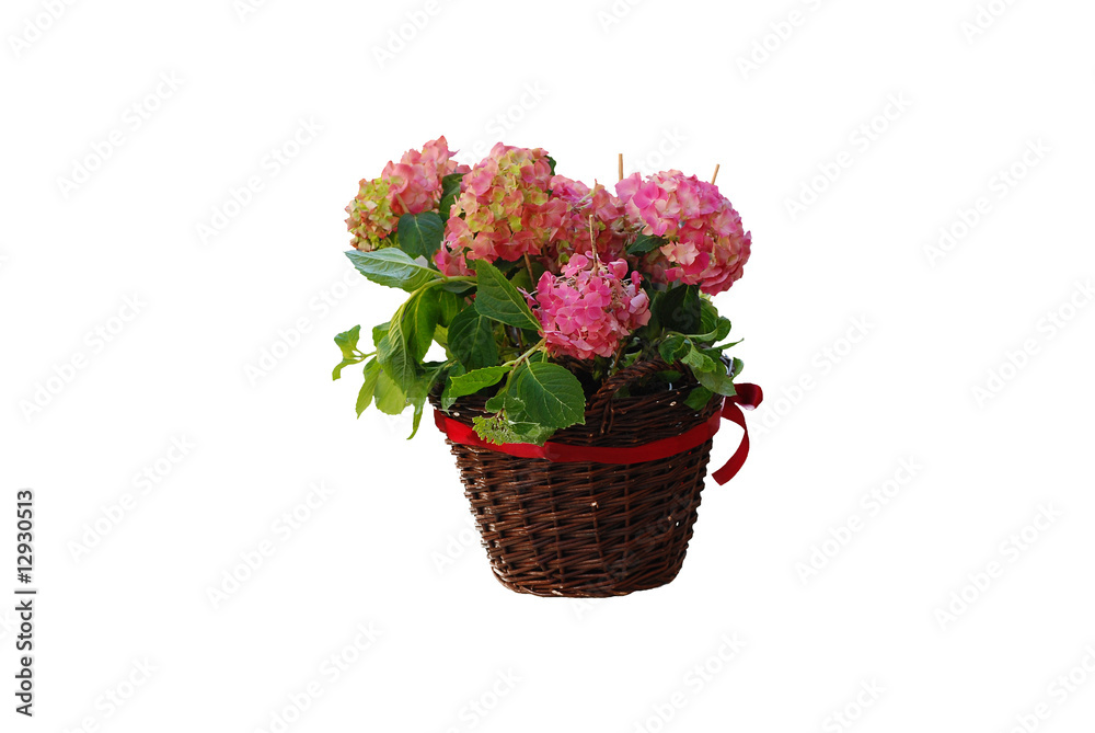 kwiaty w doniczce, flowers in the pot