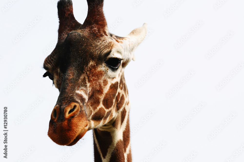 Naklejka premium giraffe