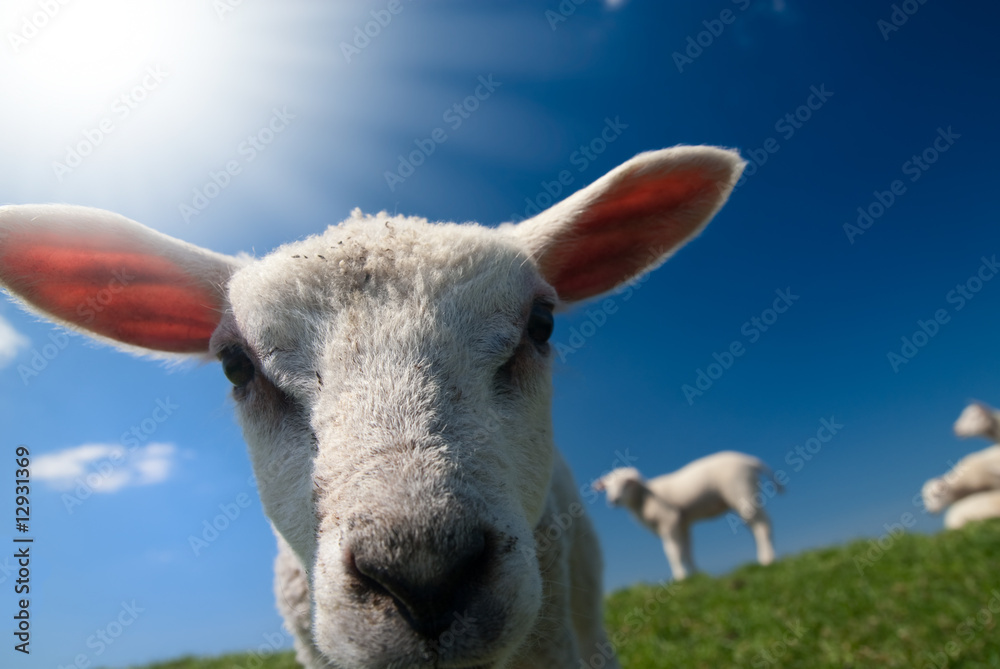 Fototapeta premium curious lambs in spring
