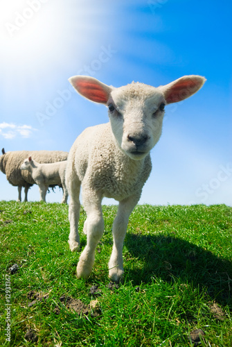 curious lambs in spring