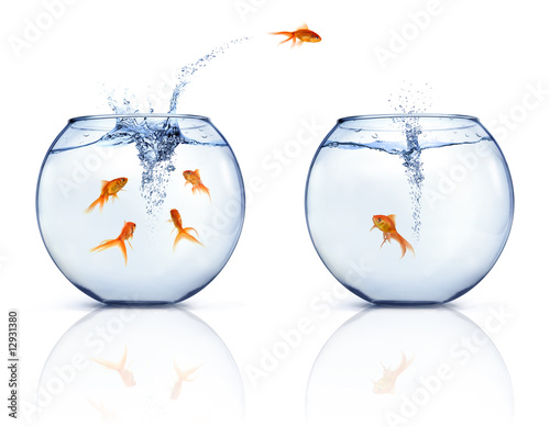 Fotografie, Obraz Jumping Goldfishes