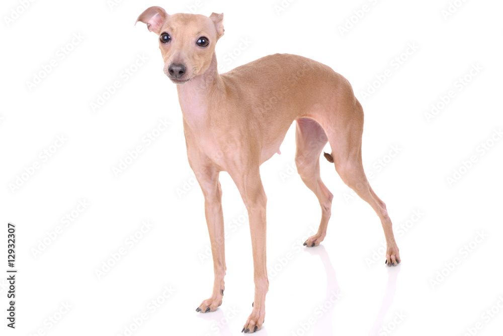 Italian greyhound isolated on white