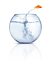 Jumping Goldfish