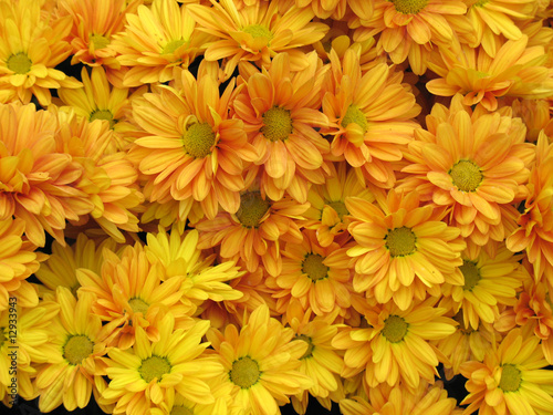 Chrysanthemums © Oleg Fedorkin