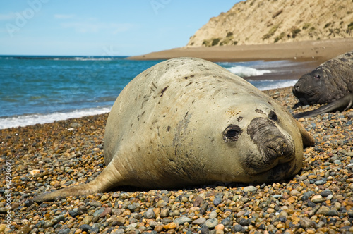 Elephant seal in Patagonia.