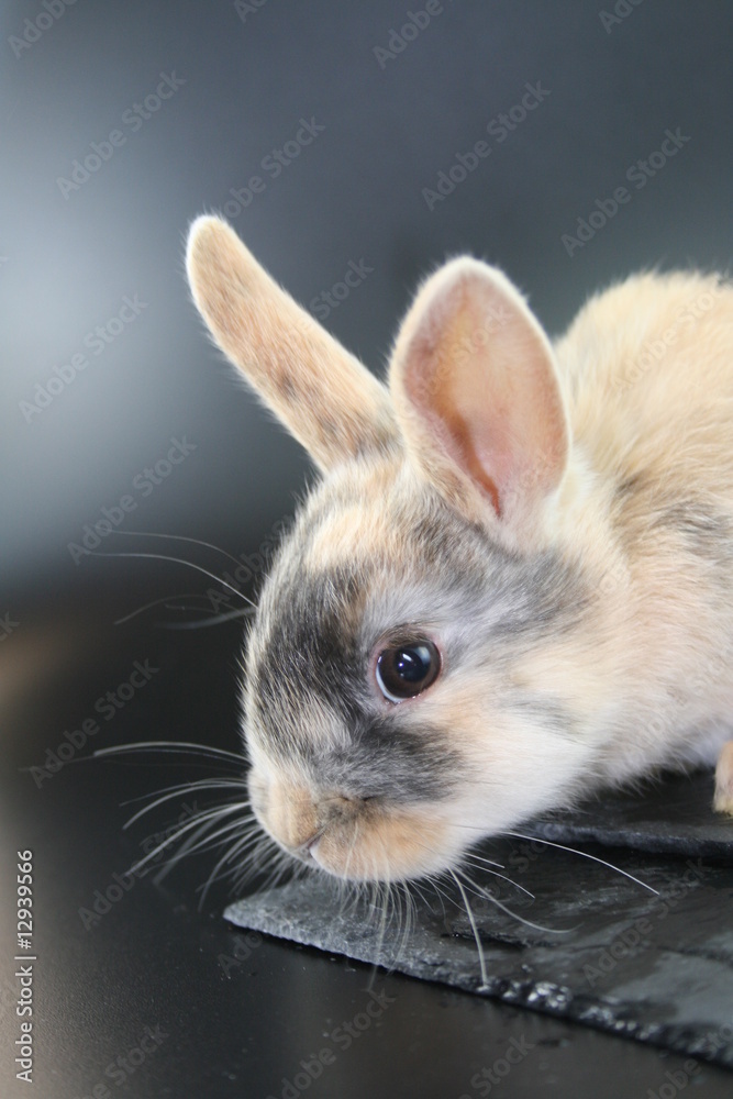 Obraz premium Ostern