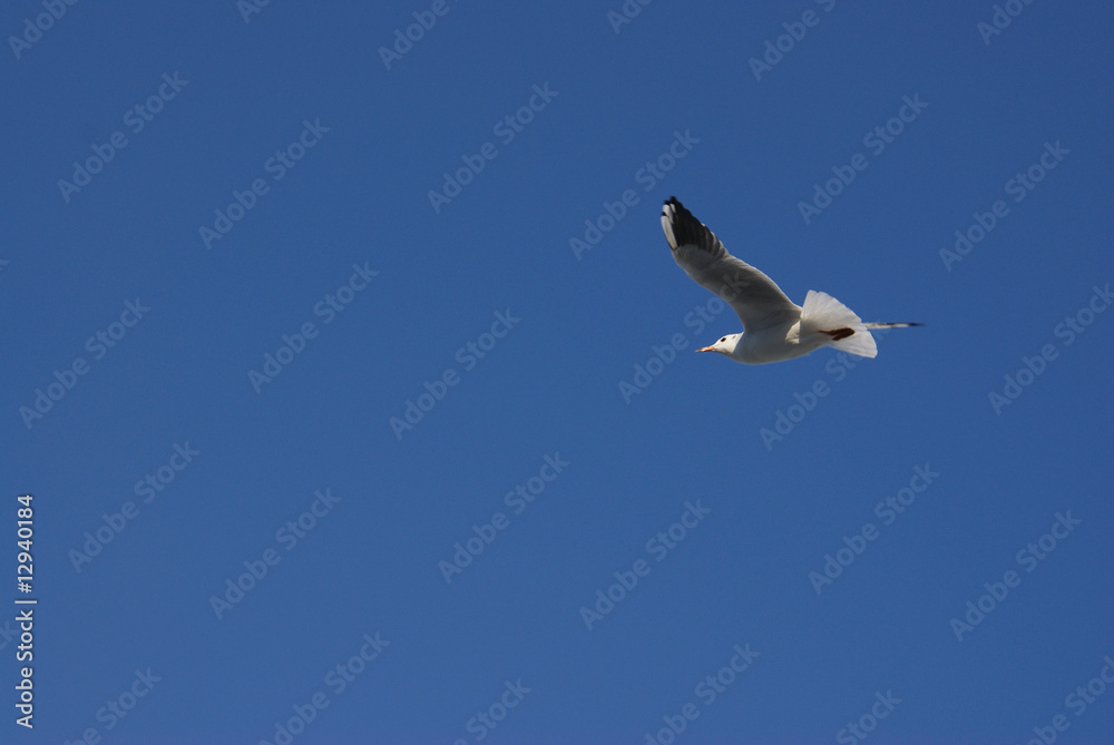 Obraz premium A seagull