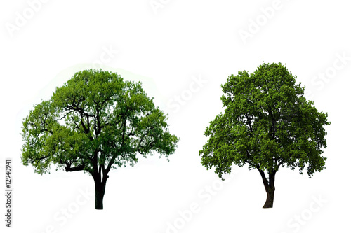 Two green oak tree isolated on white