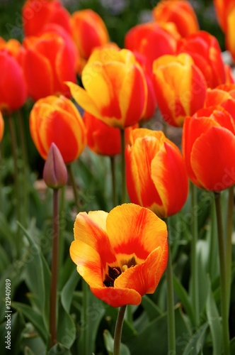 Softly colored red-yellow tulips