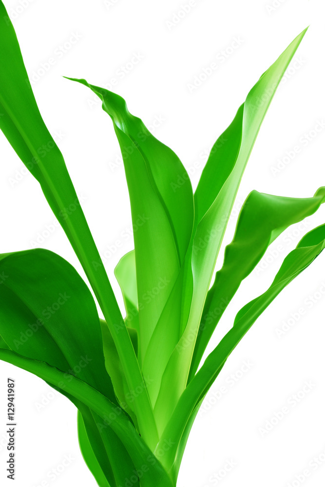Obraz premium Dracaena Plant