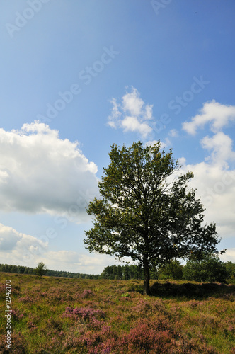 tree in heather landscape