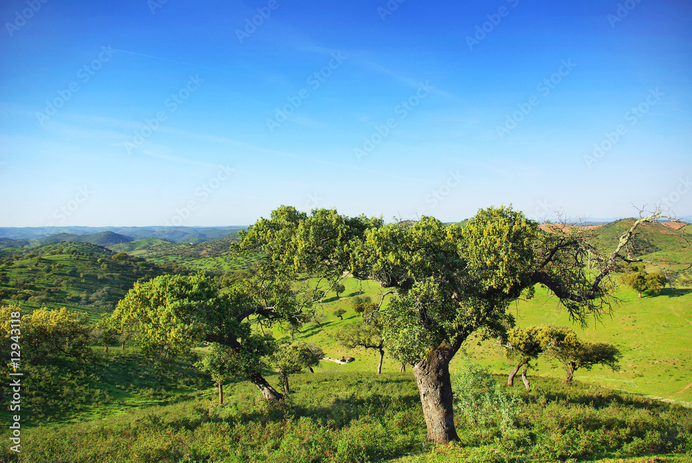 Forest of the Mediterranean in the South of Portugal.