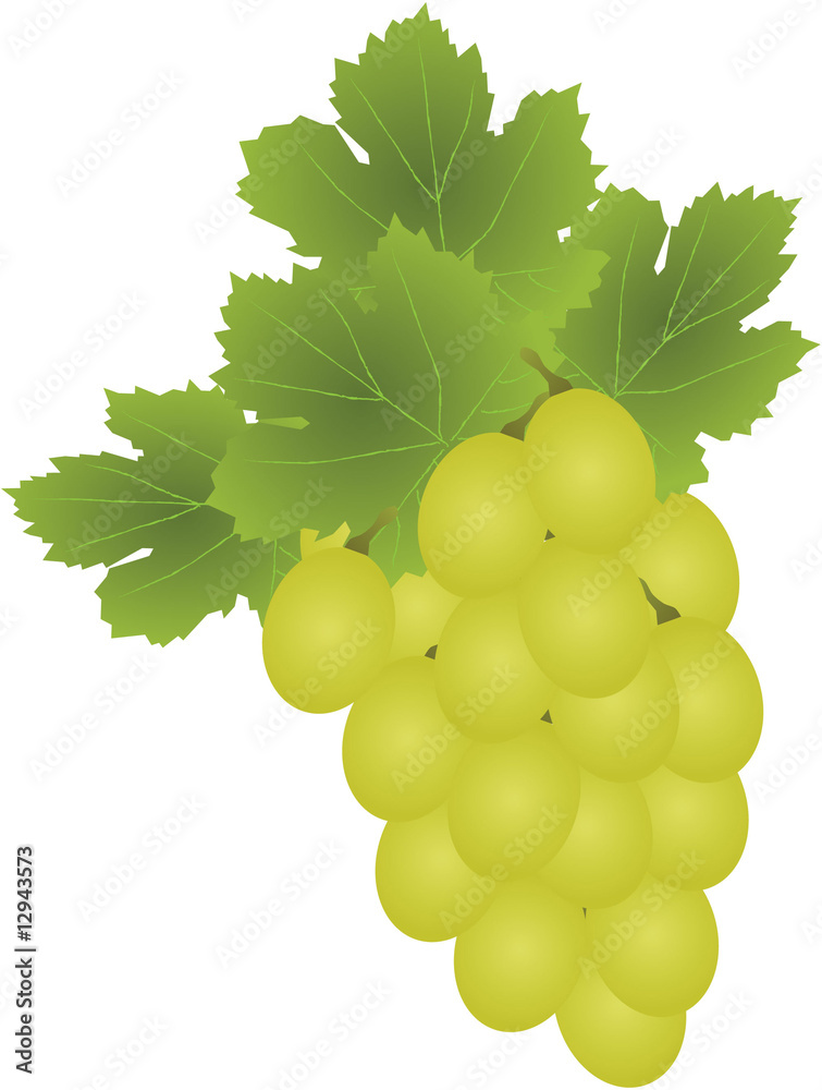 Obraz premium Juicy grape