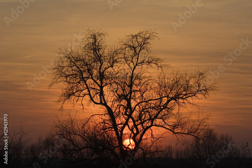 Albero al tramonto © Maxx