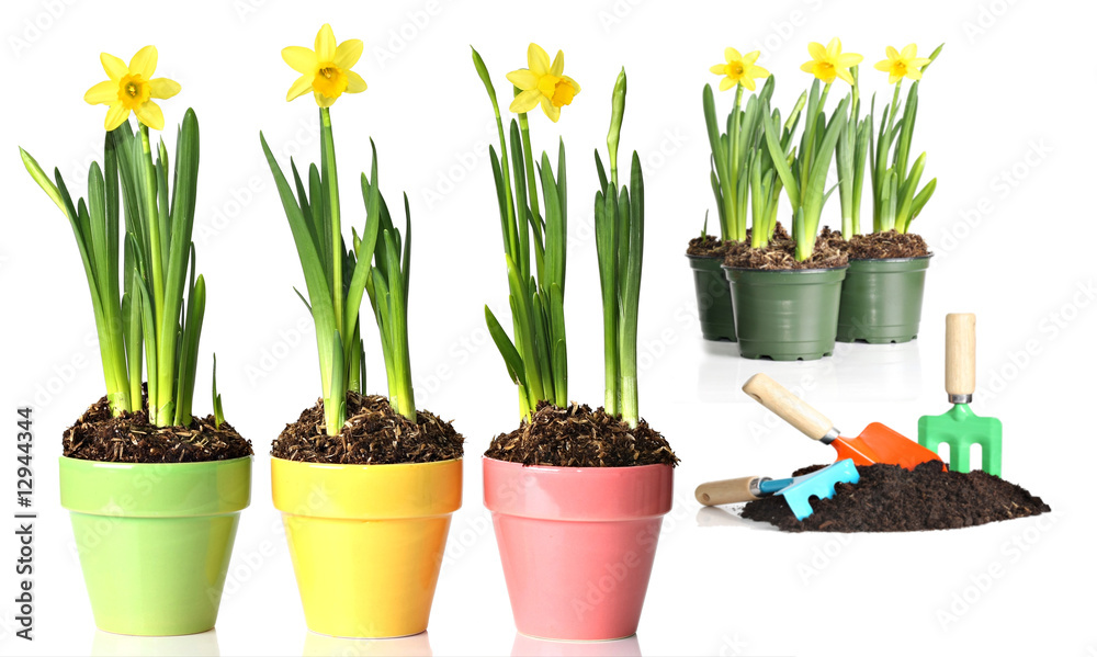 Fototapeta premium Potted daffodils