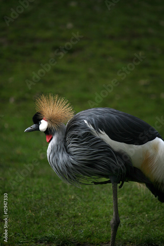 bird