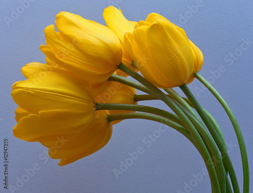Fototapeta Naklejka Na Ścianę i Meble -  Yellow Tulips