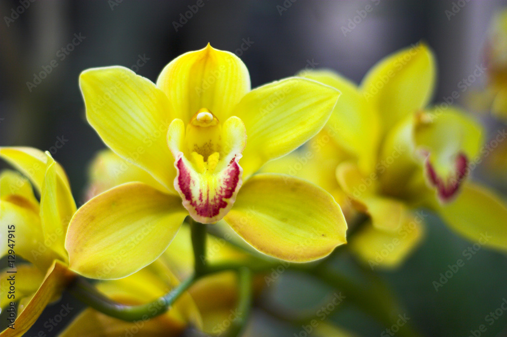 Obraz premium Flower show