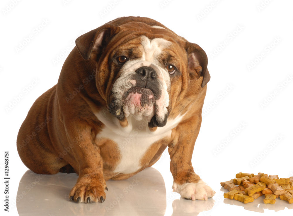 english bulldog sitting beside pile of dog bones