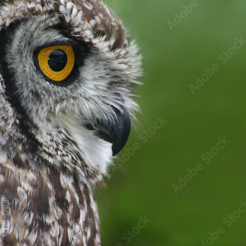 Owl stare