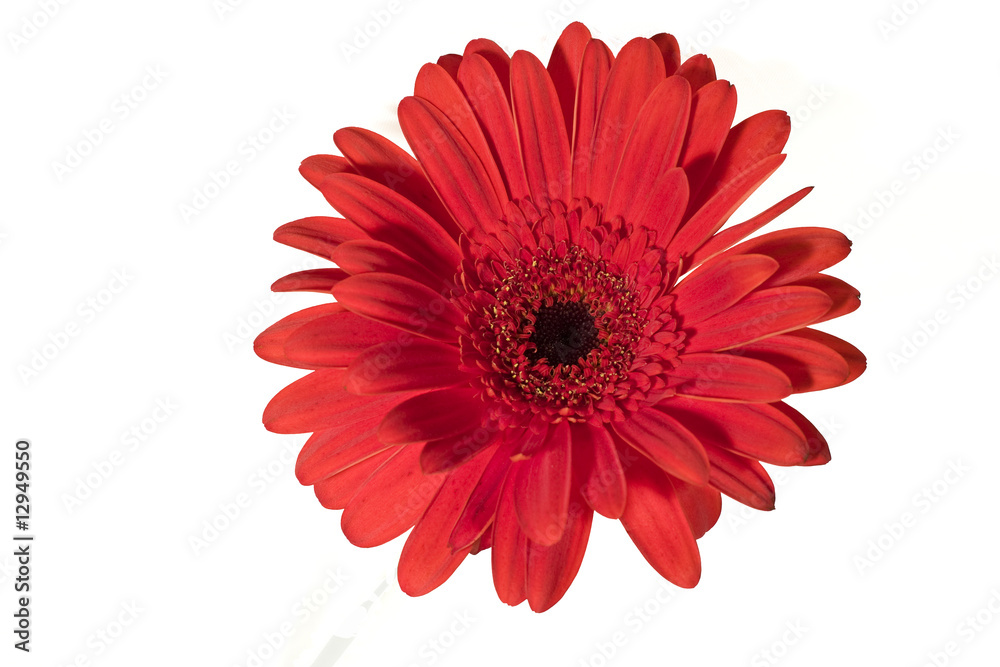 red gerbera red gerbera