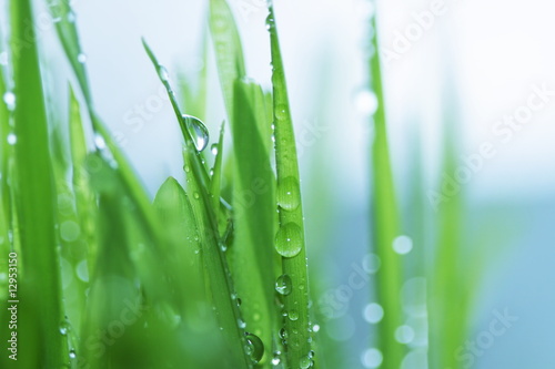 Drops in grass