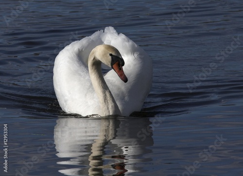 Muted swan