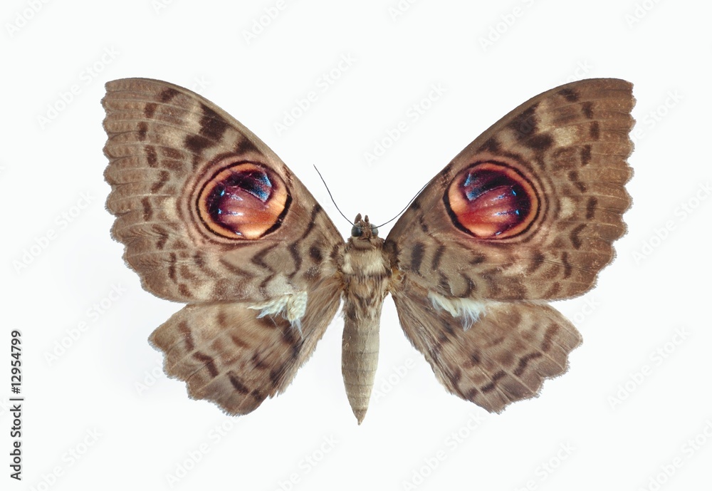 Fototapeta premium Erebus macrops