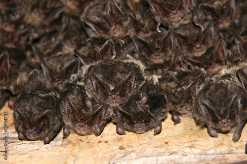 Tableau sur toile Group of Barbastelle sleep in bunker during winter time
