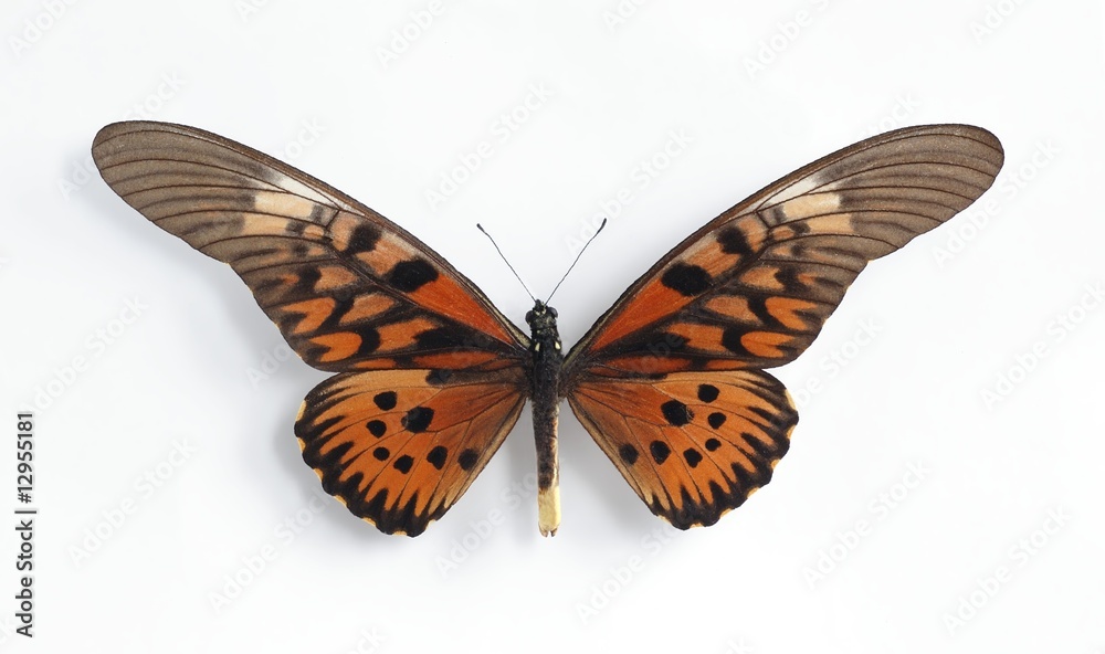 Fototapeta premium Druryia antimachus