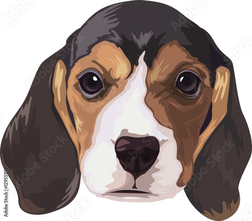 Basset hound dog