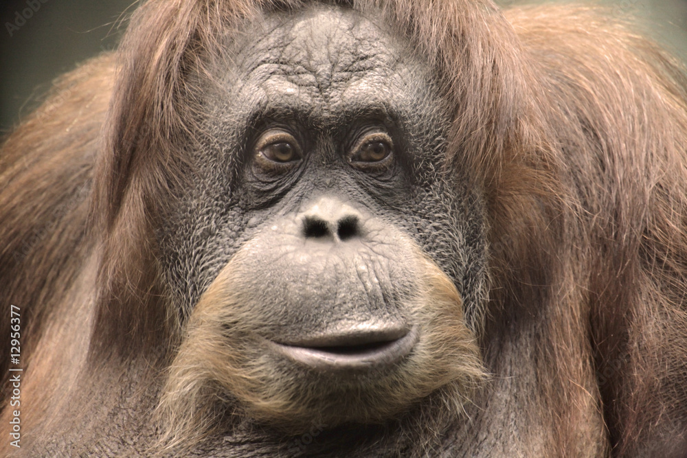 Portrair of Monkey Close Up Portrair of Monkey Close Up