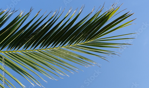 palmenwedel